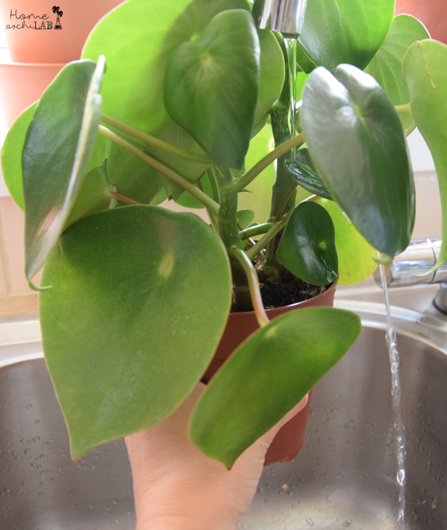 como regar las plantas en vacaciones