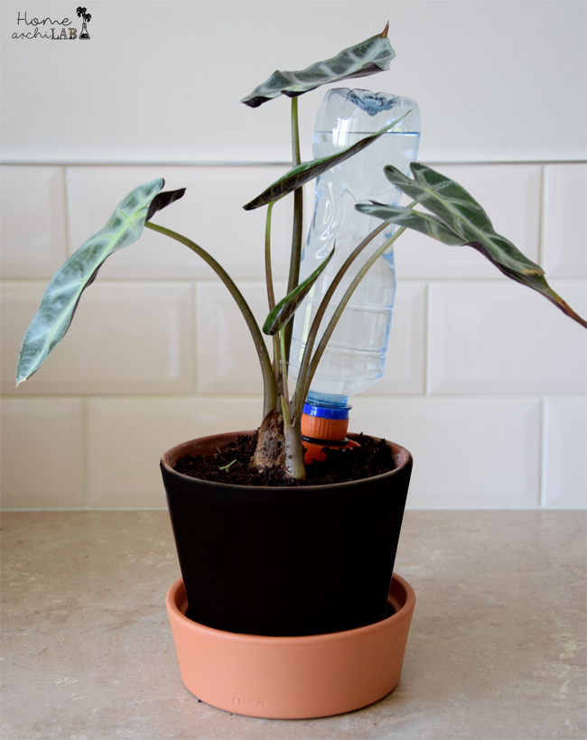 como regar las plantas en vacaciones