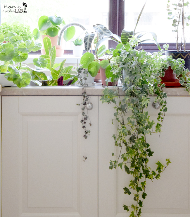 plantas en vacaciones