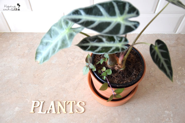 plantas en vacaciones