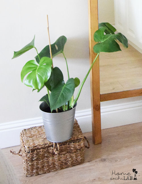 como regar las plantas en vacaciones
