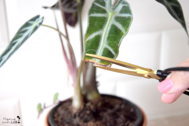 cuidados plantas