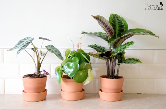 como regar las plantas en vacaciones