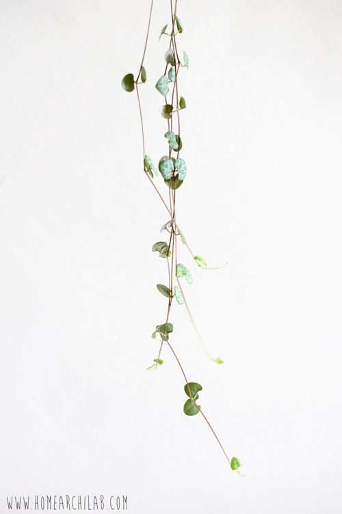 como cuidar plantas fáciles