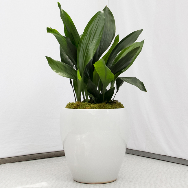 como cuidar plantas