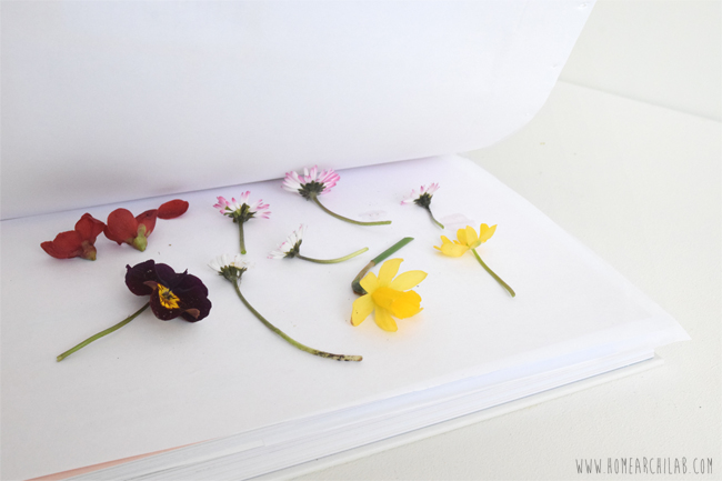 como secar flores