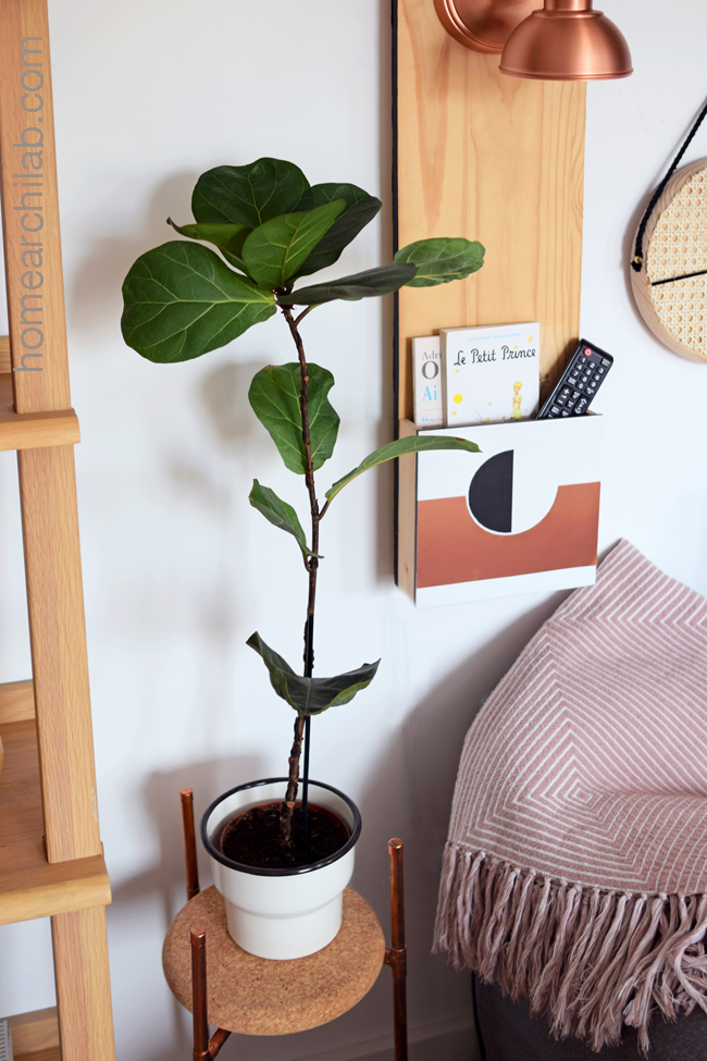 ficus lyrata