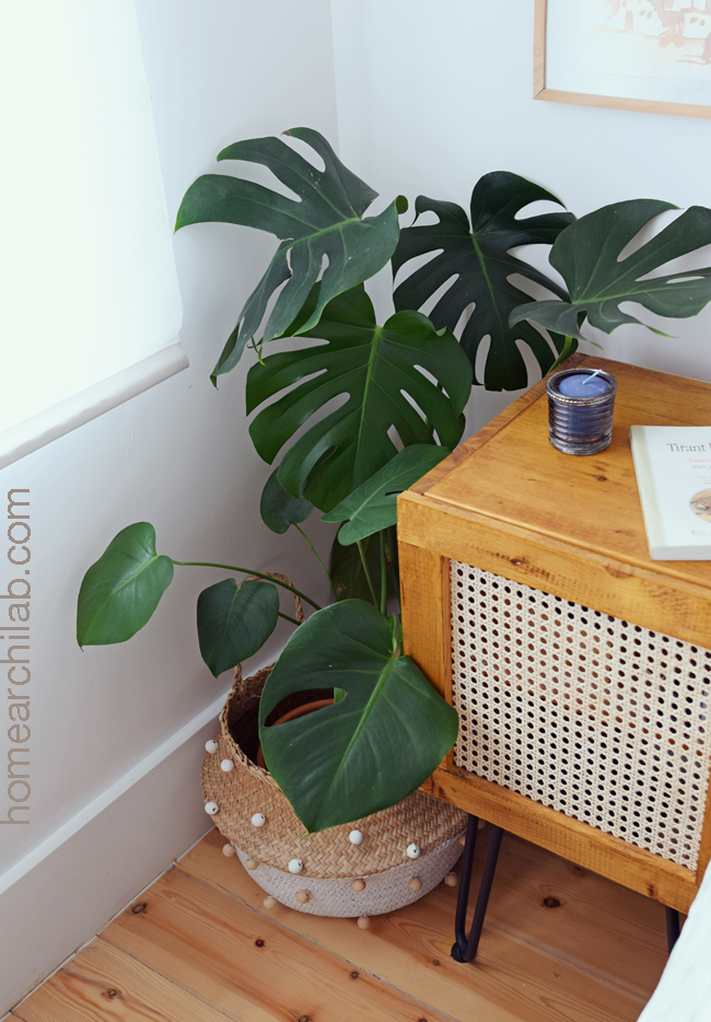 monstera deliciosa cuidados