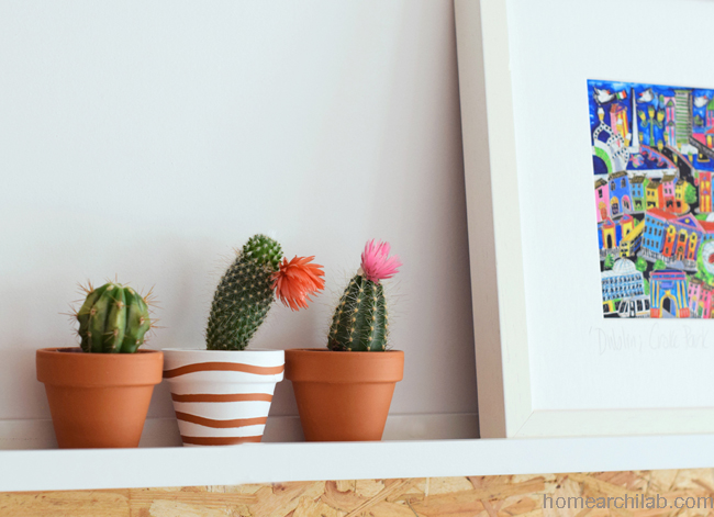 cactus en casa