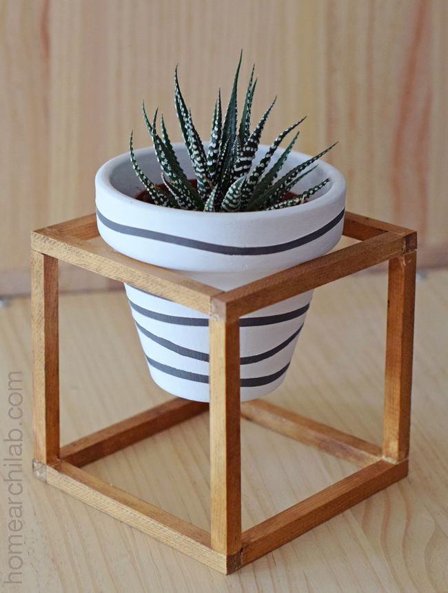 haworthia fasciata