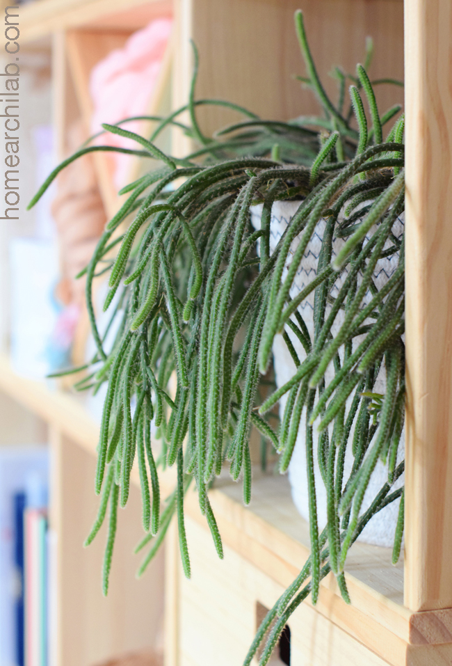 cactus rhipsalis