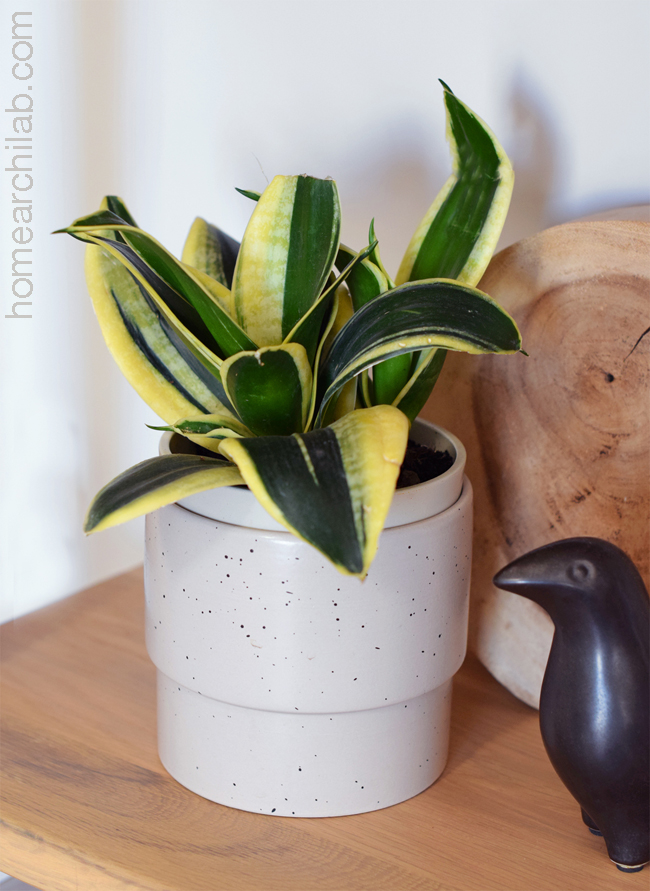 sansevieria plantas en casa