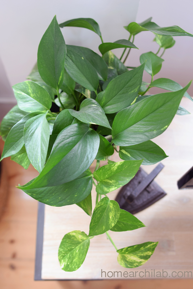 pothos planta de interior