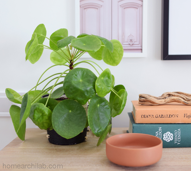 pilea peperomiodes planta de interior