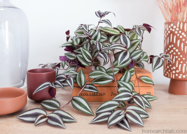 amor de hombre planta interior