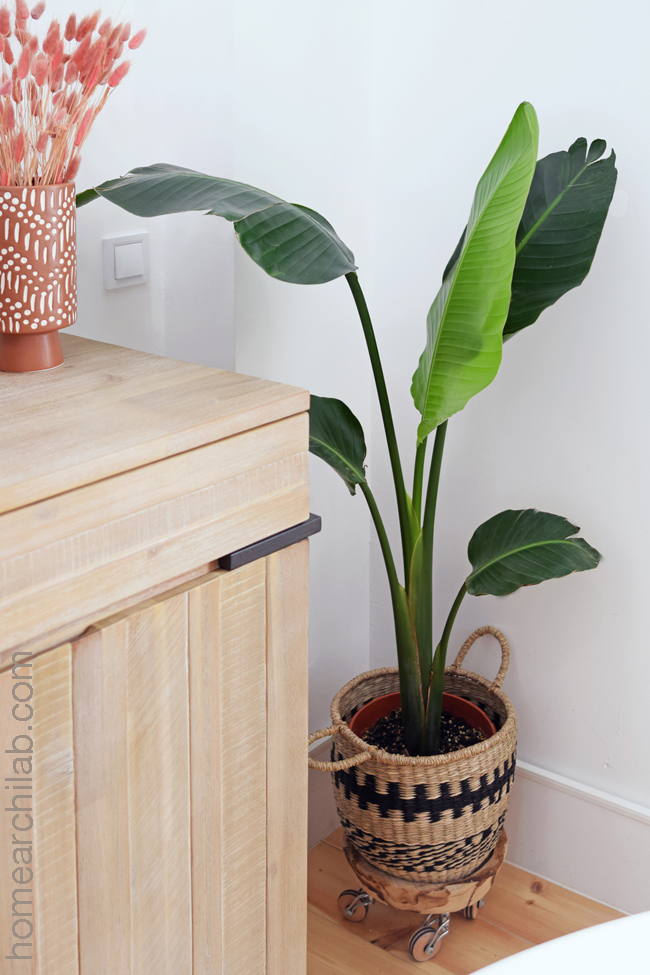 plantas de interior ave del paraíso