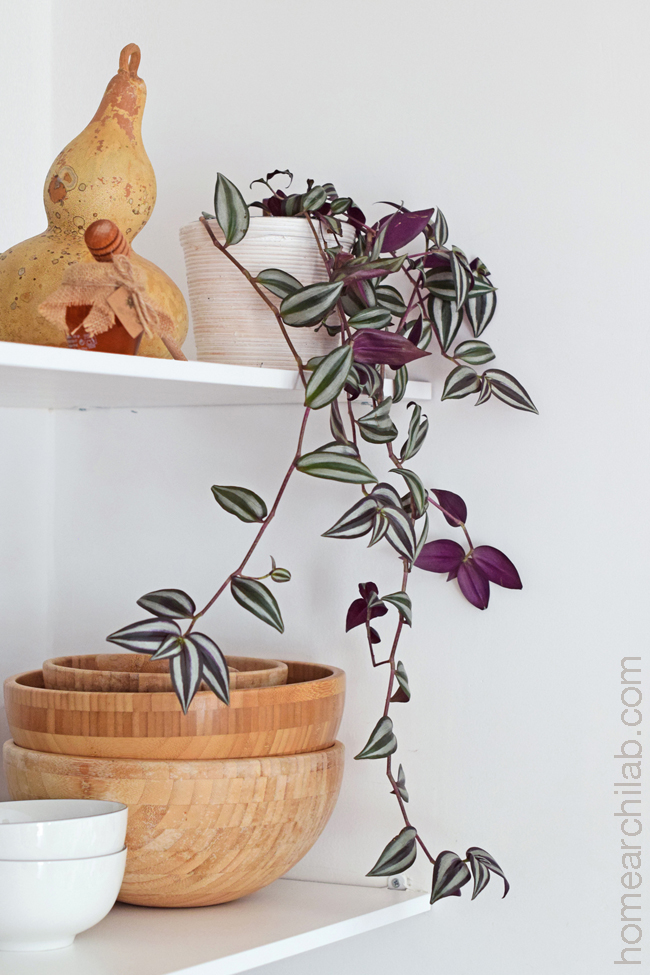 tradescantia zebrina en casa
