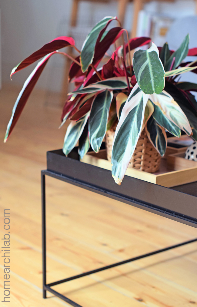 calathea triostar cuidados
